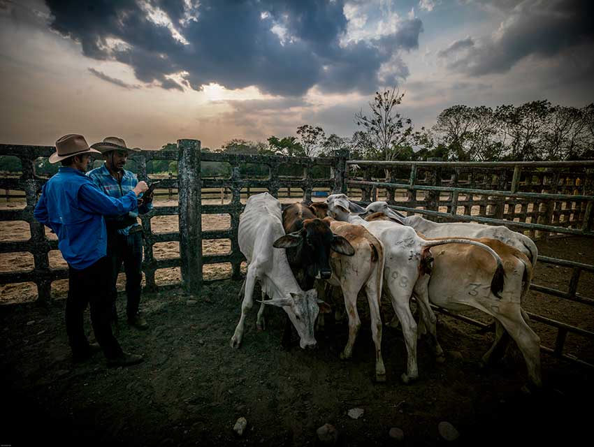 TFA ganader&iacute;a colombia