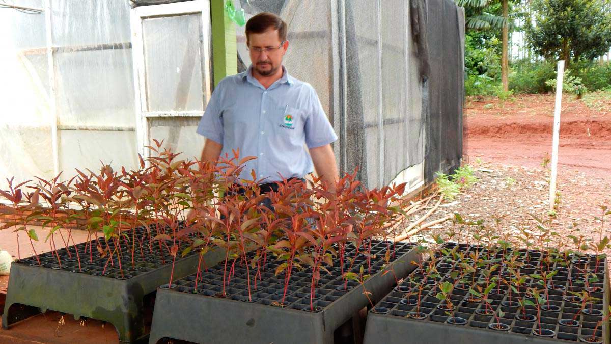 unisol soja plant&iacute;os