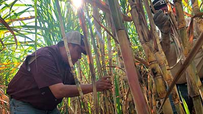 caña de azúcar productor