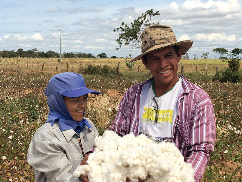 algod&oacute;n brasil productores