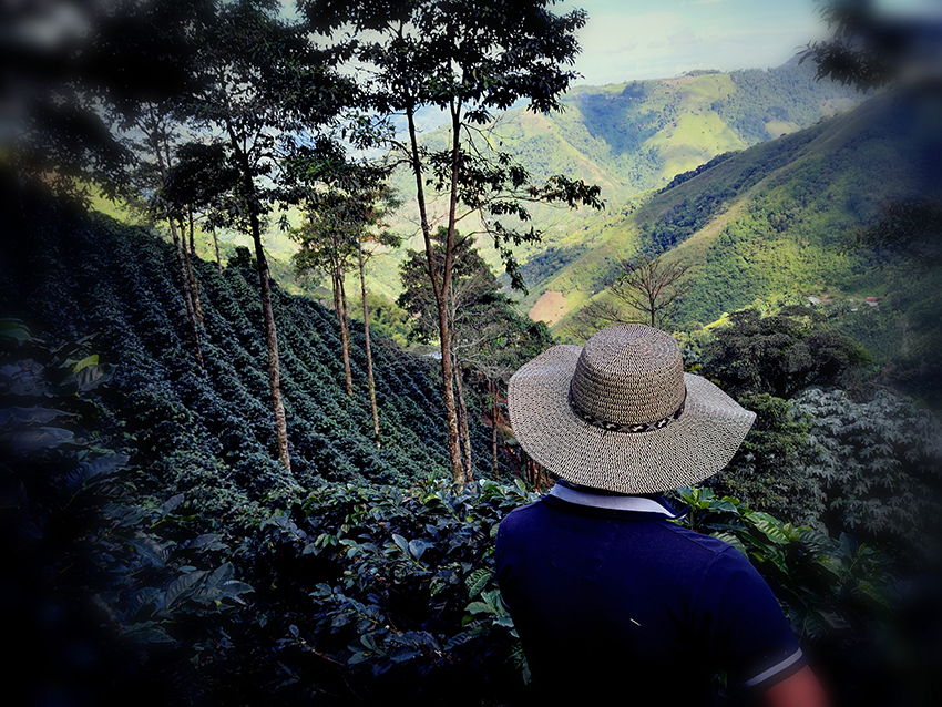 caf&eacute; econom&iacute;a familiar colombia