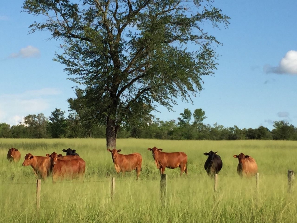 ganader&iacute;a paraguay