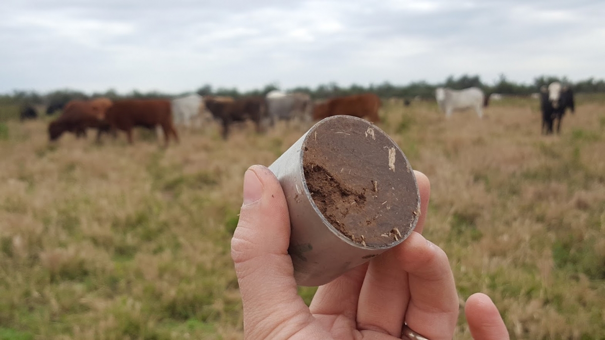 ganader&iacute;a paraguay