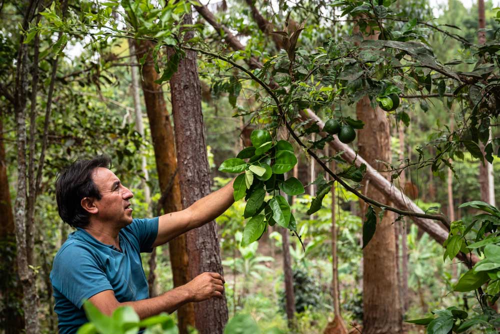 per&uacute; bosques amazonia