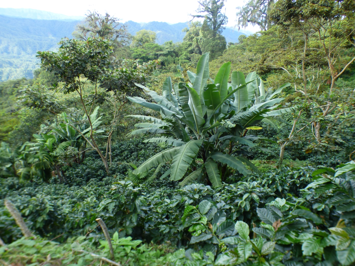 cafe-climaticamente-inteligente-mexico Solidaridad