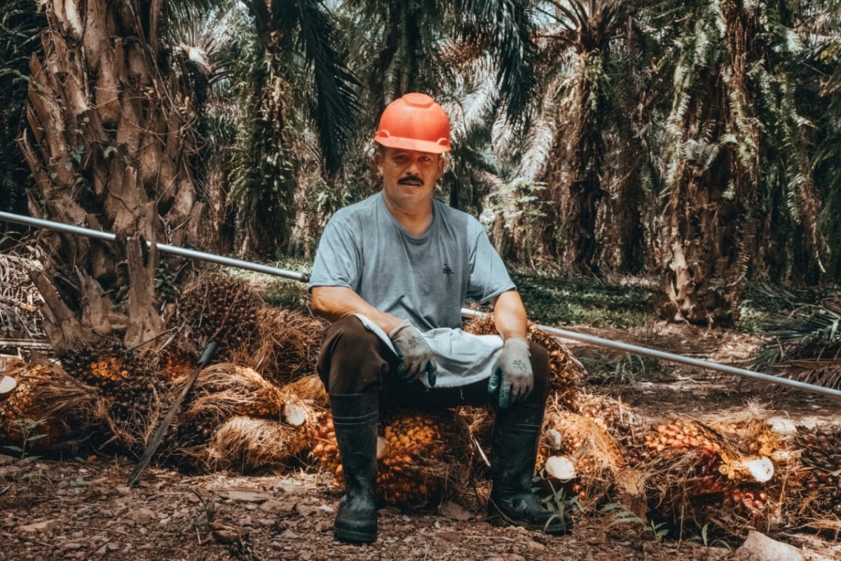 Labor de cosecha - Cooperativa Salam&aacute;, Honduras