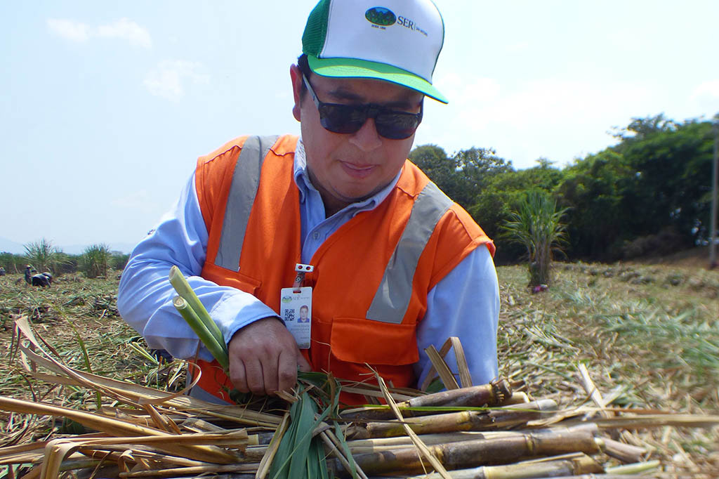 demostracion-buenas-practicas-agricolas-azucar Solidaridad