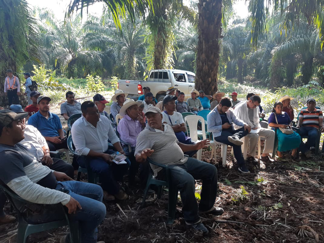 capacitaci&oacute;n palma guatemala