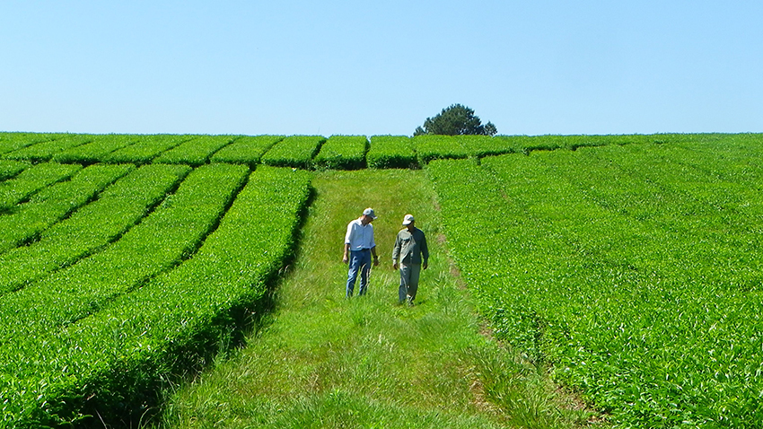 Horocszuck producci&oacute;n t&eacute; argentina