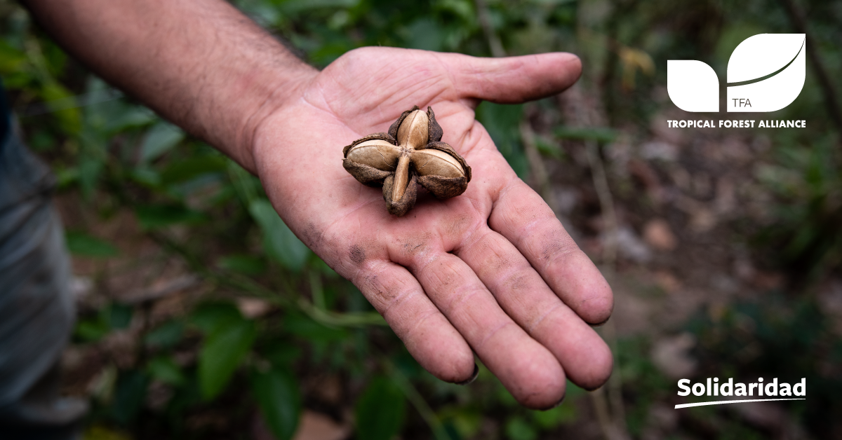 tropical forest alliance