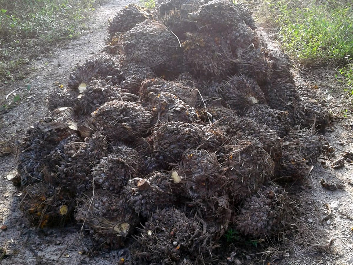 palma-fruta-honduras-huracan-eta-2020-perdidas