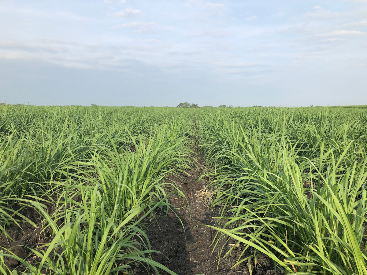 tratamientos-pre-emergentes-manejo-integrado-malezas-Solidaridad