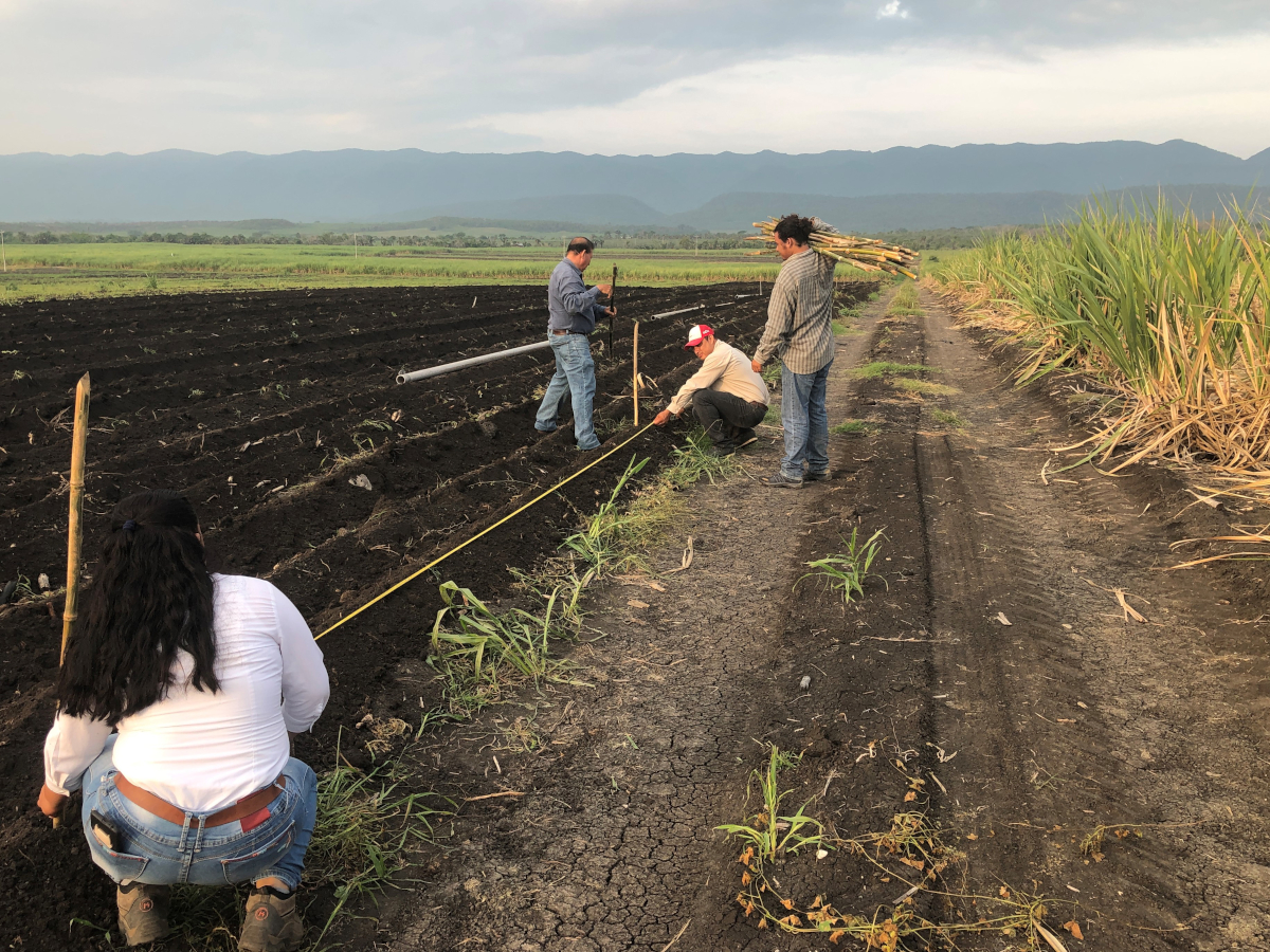 siembra-paquetes-demostraciones-campo-practicas-sostenibles-en-ca&ntilde;a-de-azucar-Solidaridad