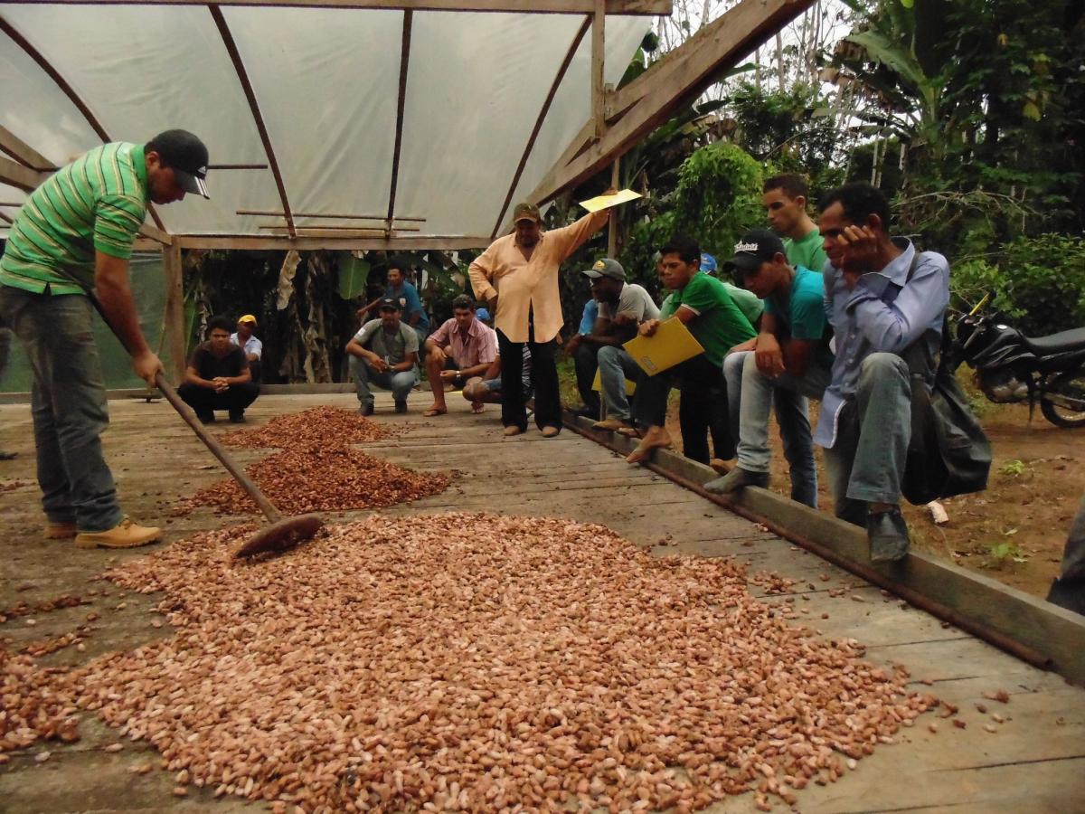 cooperacau cacao