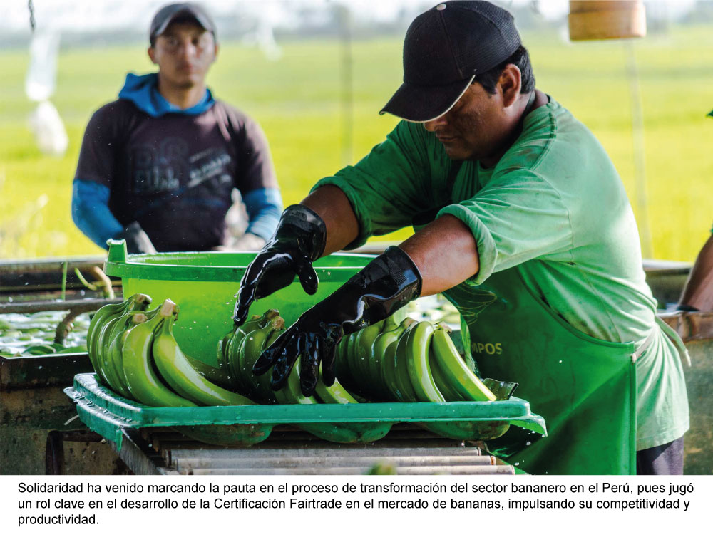 productores bananeros banano