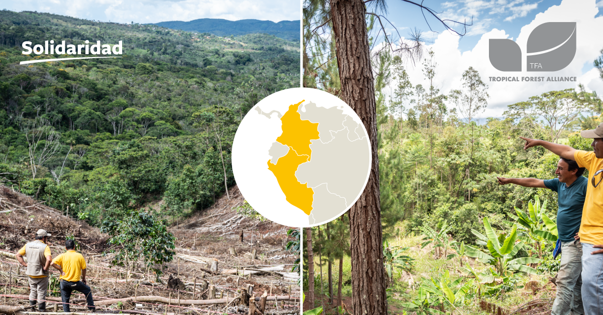 tropical forest alliance