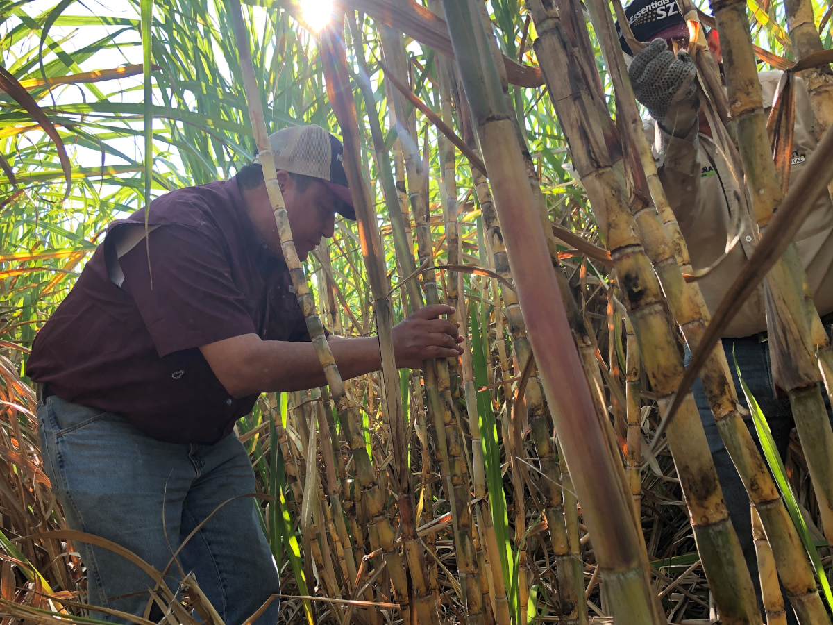 toma-muestras-muestreo-calidad-semillas-solidaridad