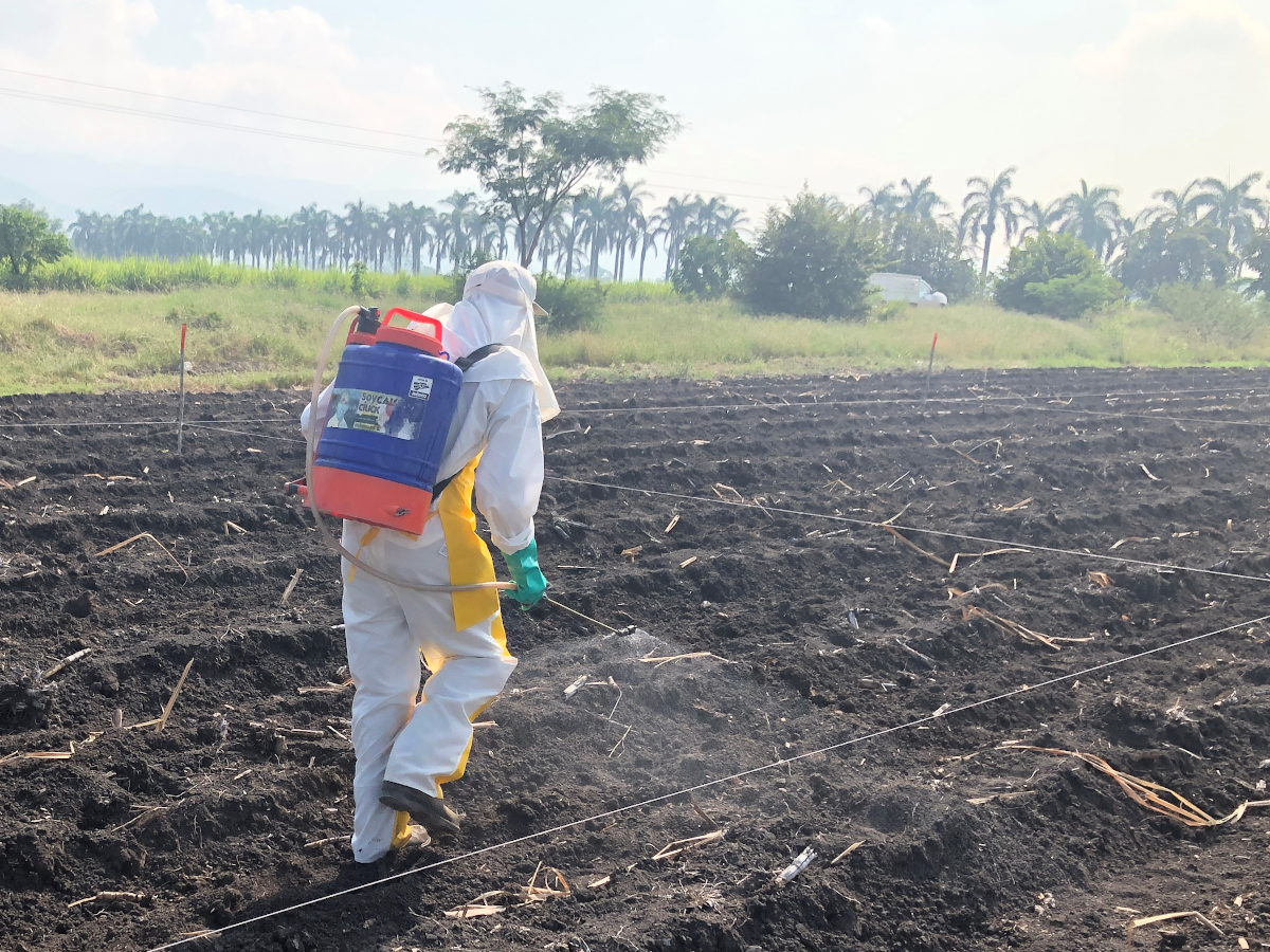 tratamientos-pre-emergentes-manejo-integrado-malezas-Solidaridad
