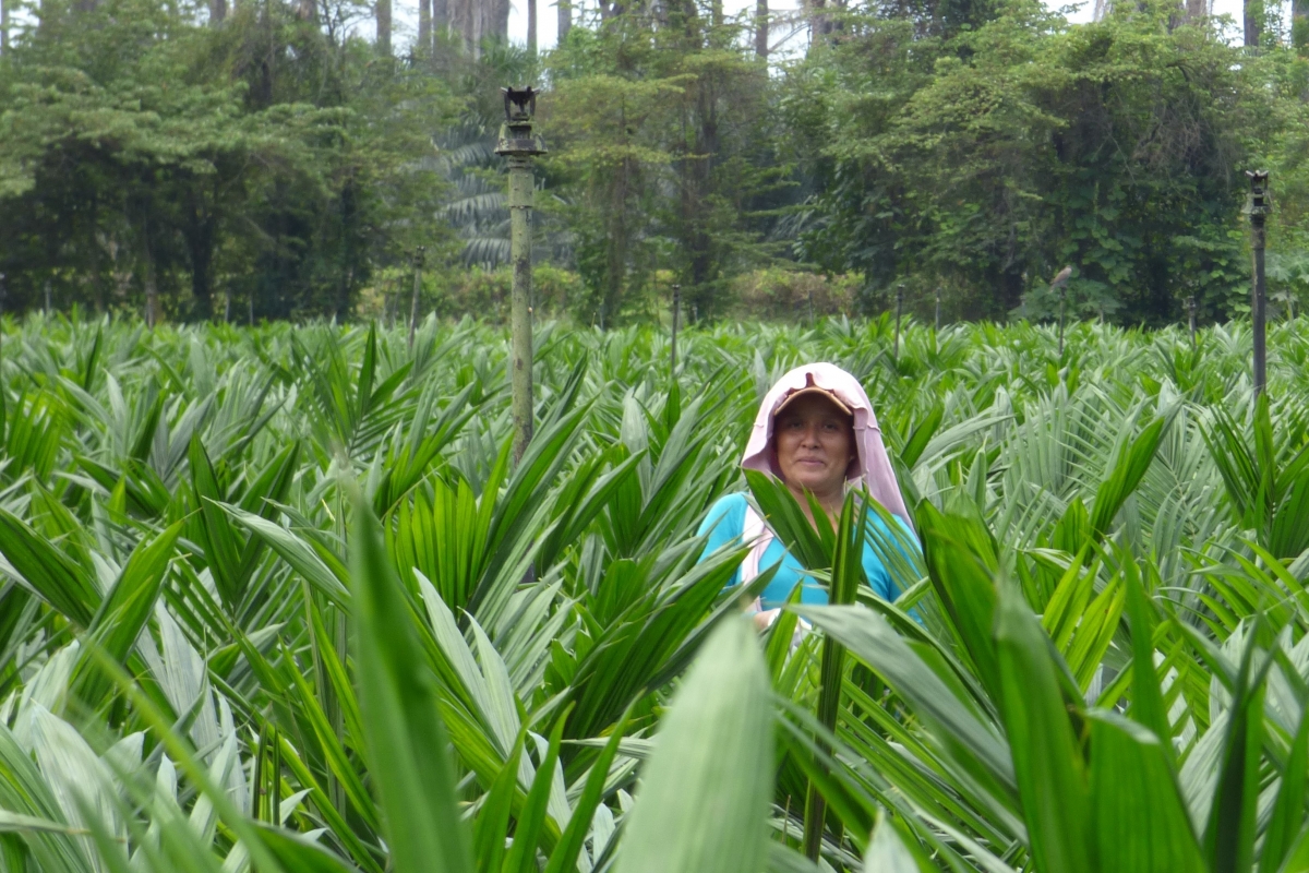 vivero las palmas guatemala