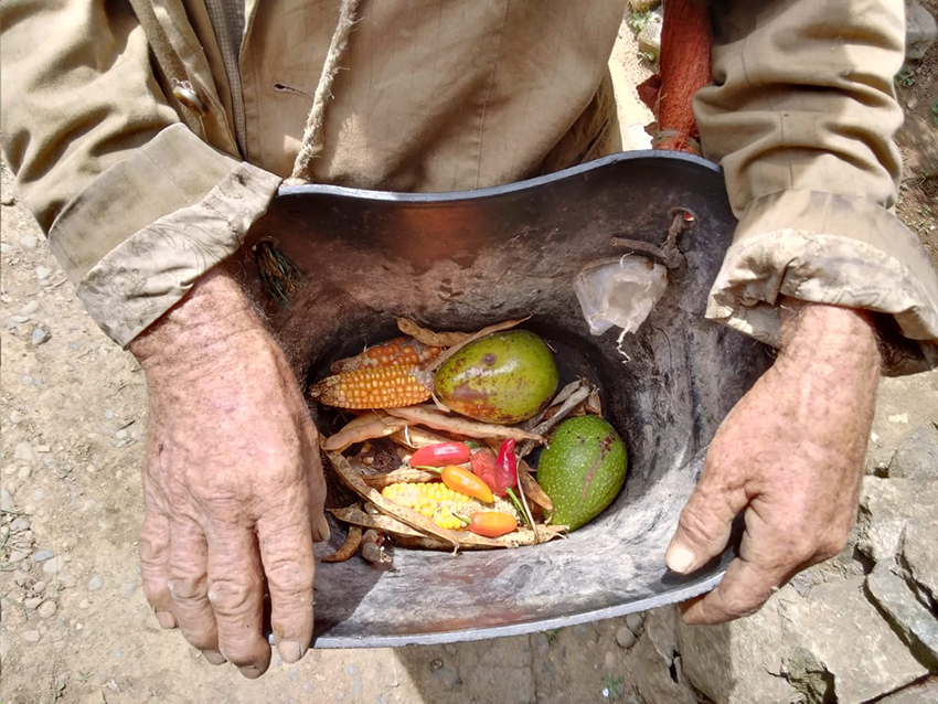 ma&iacute;z alimentos