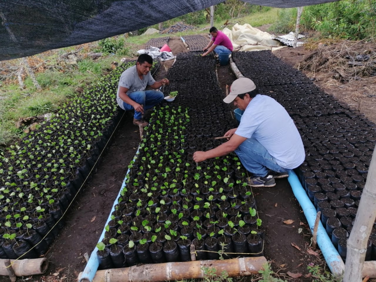 plantines caf&eacute;