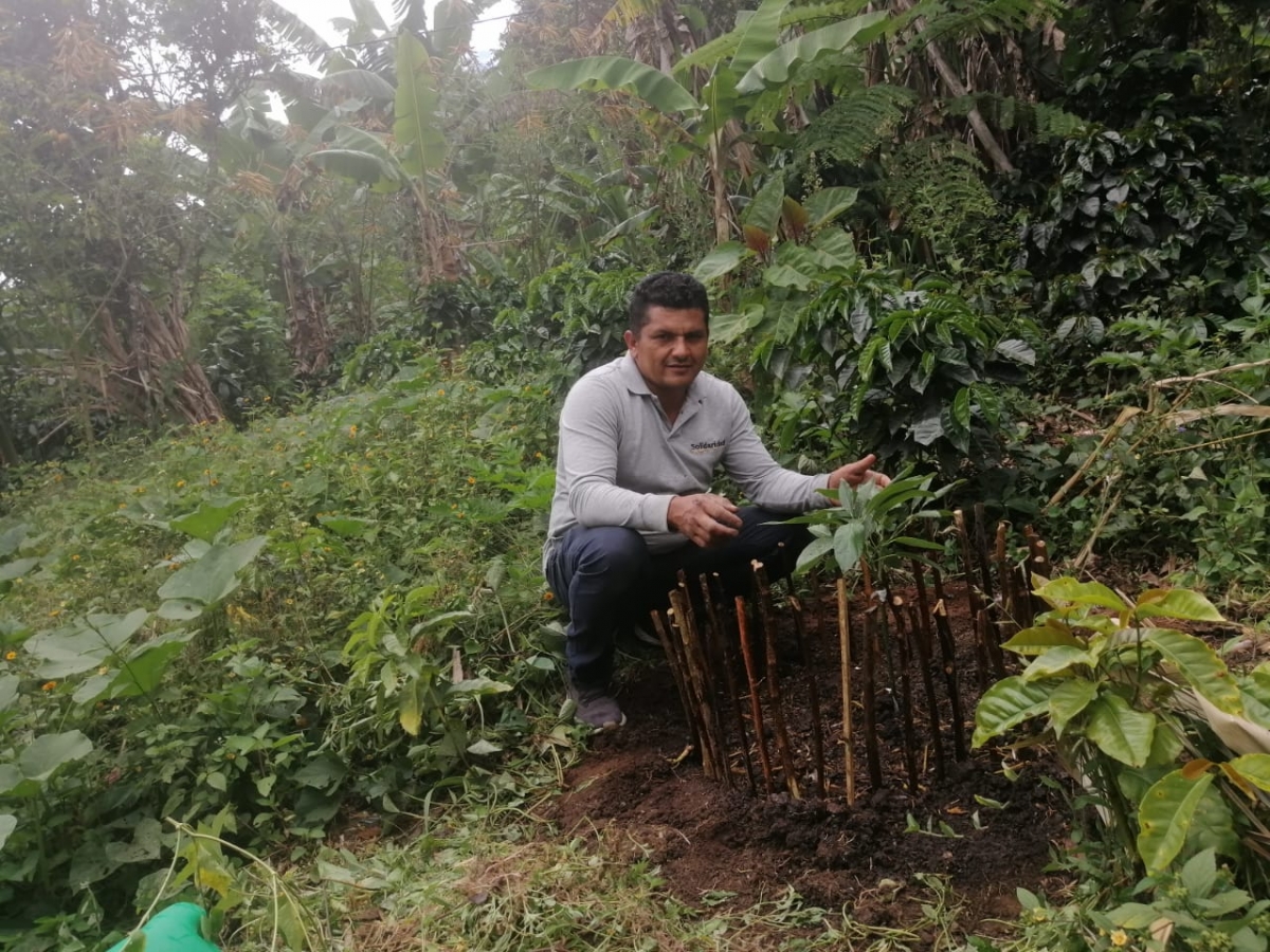 productor caf&eacute; colombia