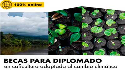 beca diplomado caficultura