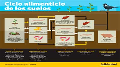 ciclo alimenticio suelos