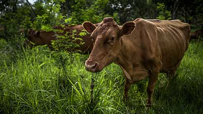 ganadería caquetá vaca pastizal