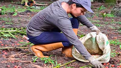 palma cosecha mujer honduras