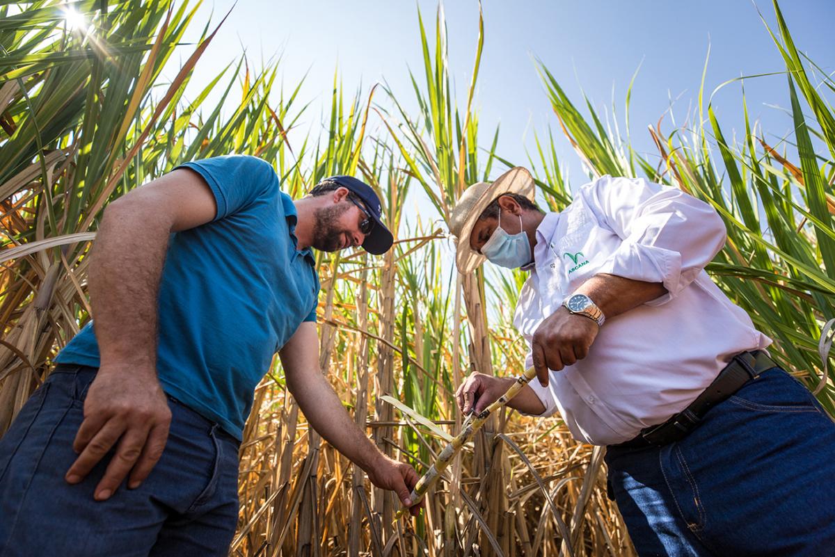 caña azúcar productores