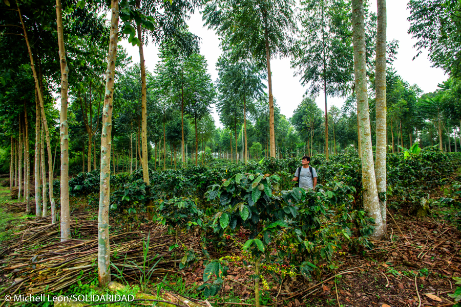 héroes cafetaleros café