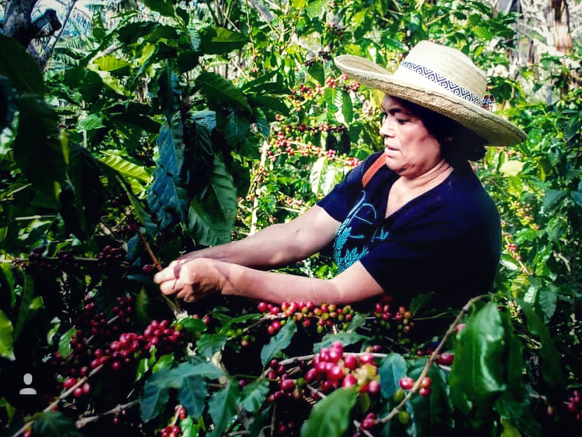 aprobada-política-de-género-en-el-sector-cafe-de-honduras