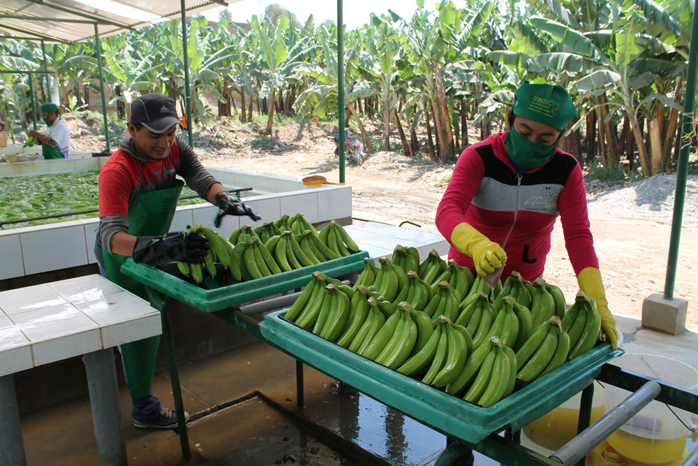 banana fruta per&uacute;