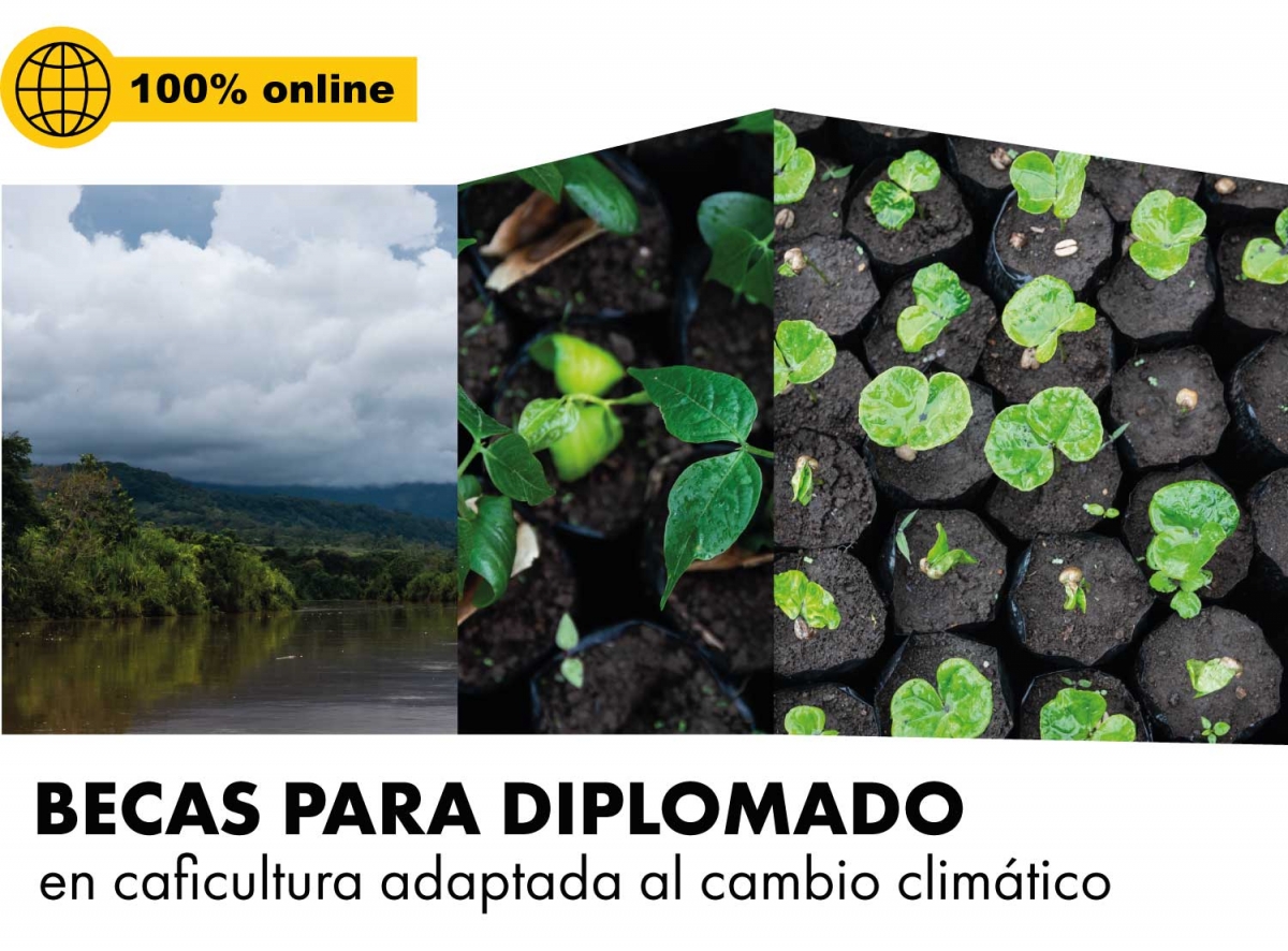 becas diplomado caficultura