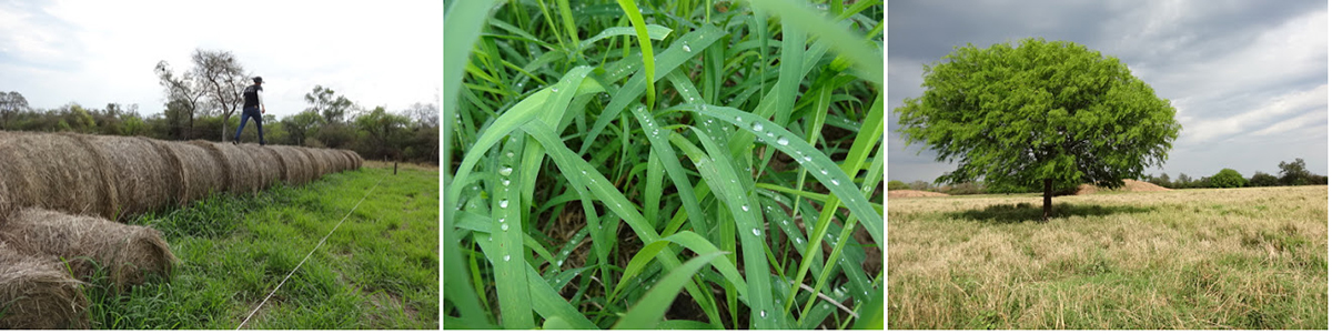campo fardos pastizales