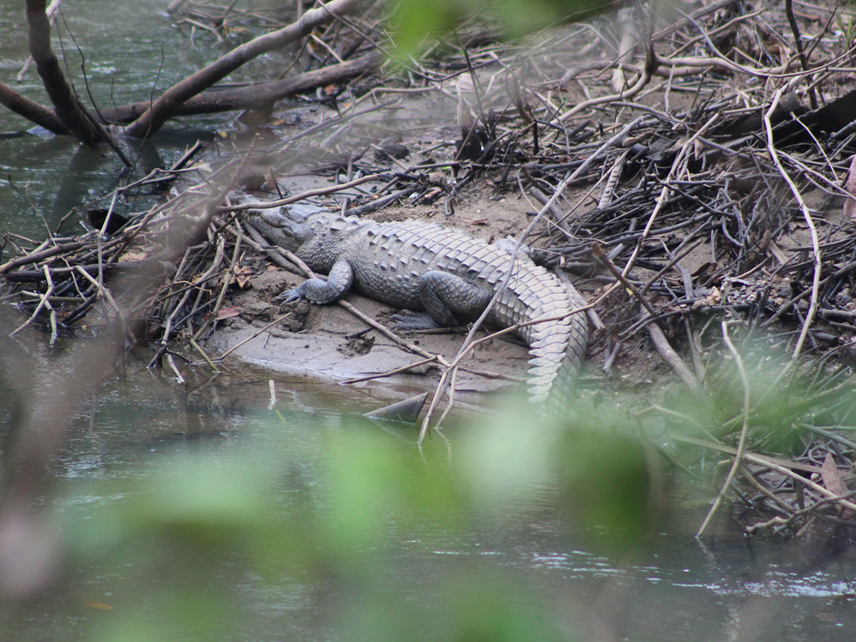 Crocodylus acutus especie vulnerable identificada en Salam&aacute; a trav&eacute;s del proyecto monitoreo biol&oacute;gico.