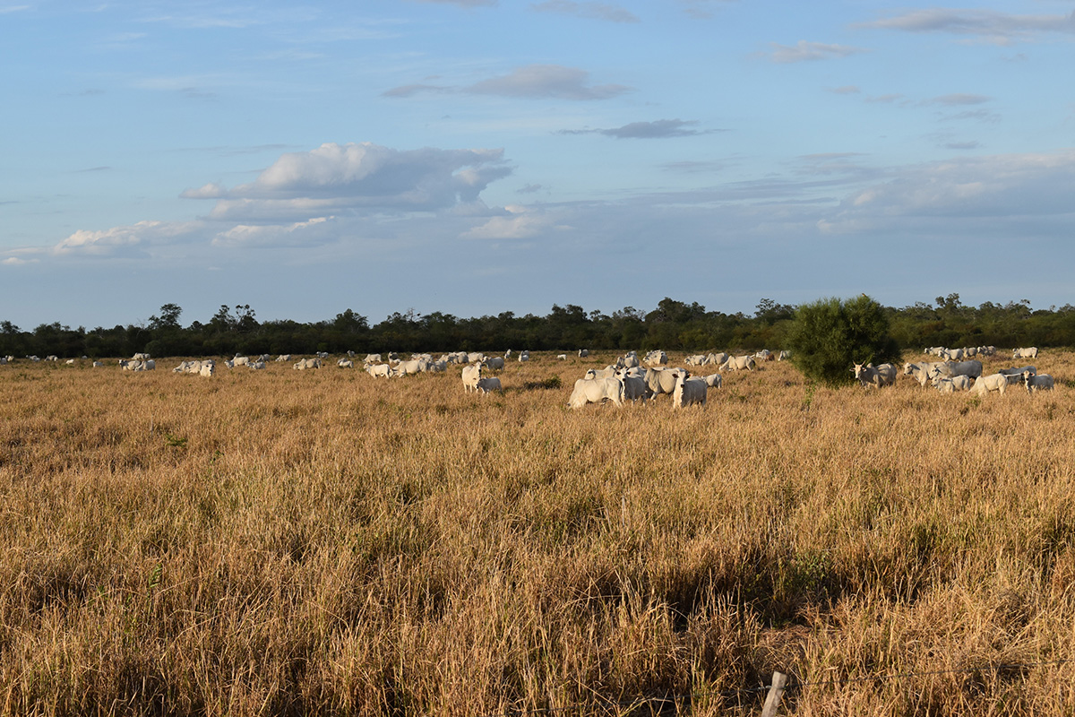 chaco paraguayo ganader&iacute;a bajo carbono campo