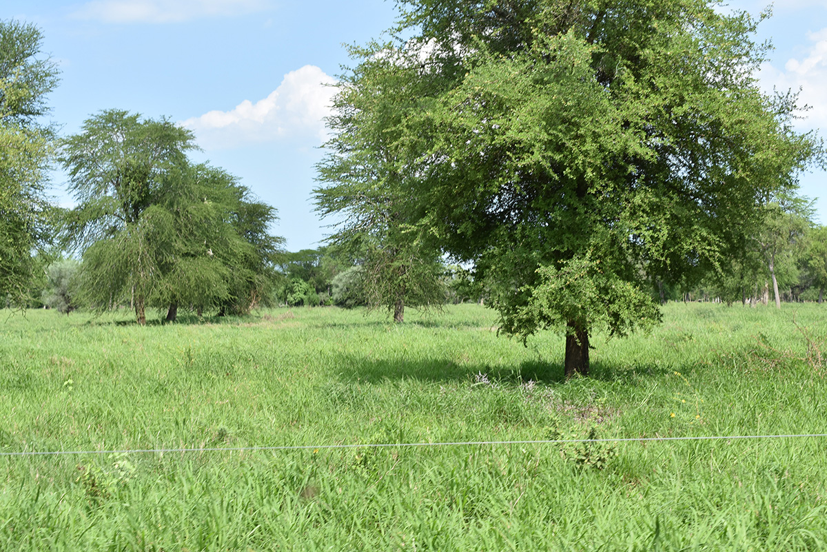 pasturas y especies nativas chaco paraguayo