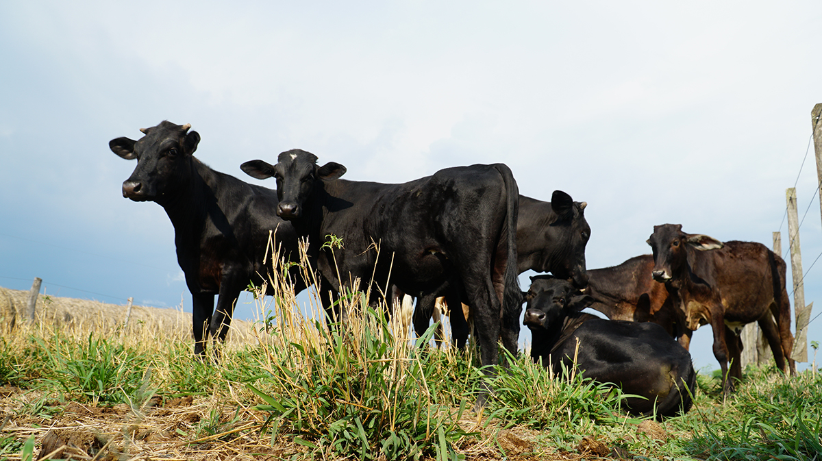 vacas ganader&iacute;a paraguay