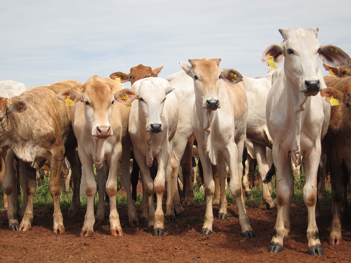 brasil ganader&iacute;a vacas