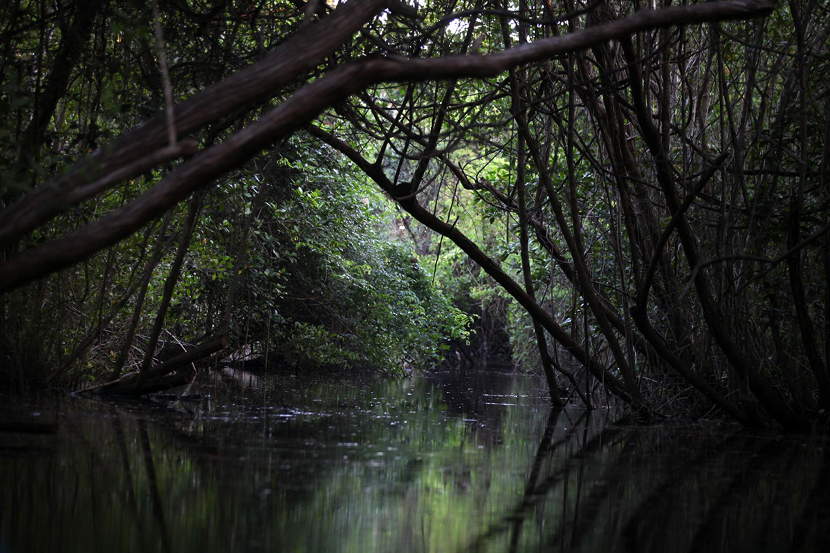 El Manch&oacute;n Guamuchal es el &uacute;ltimo gran humedal del Pac&iacute;fico guatemalteco