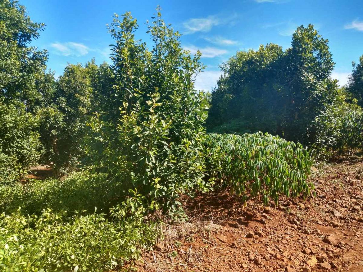 Hoy, la propiedad de Ambrósio se duplicó en tamaño: sus yerbatales ocupan 30 hectáreas. Foto: Jéssica Tomasi/Solidaridad Brasil