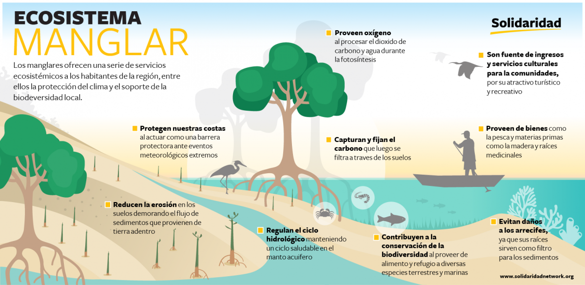 manglar guatemala gráfico