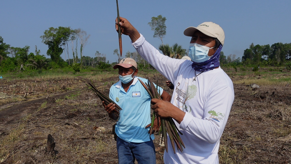 productores guatemala
