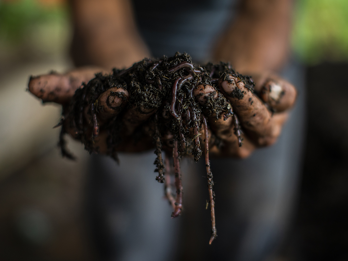 manos con suelo y lombrices