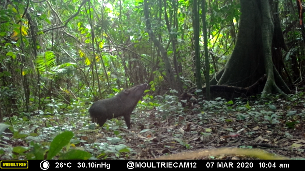 monitoreo-biologico-solidaridad-biodiversidad-jabali-salama-honduras