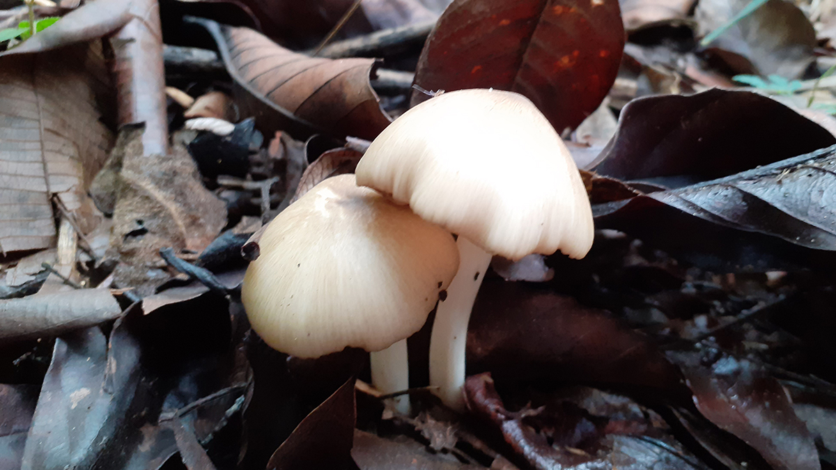 monitoreo-biologico-solidaridad-conservacion-de-los-suelos