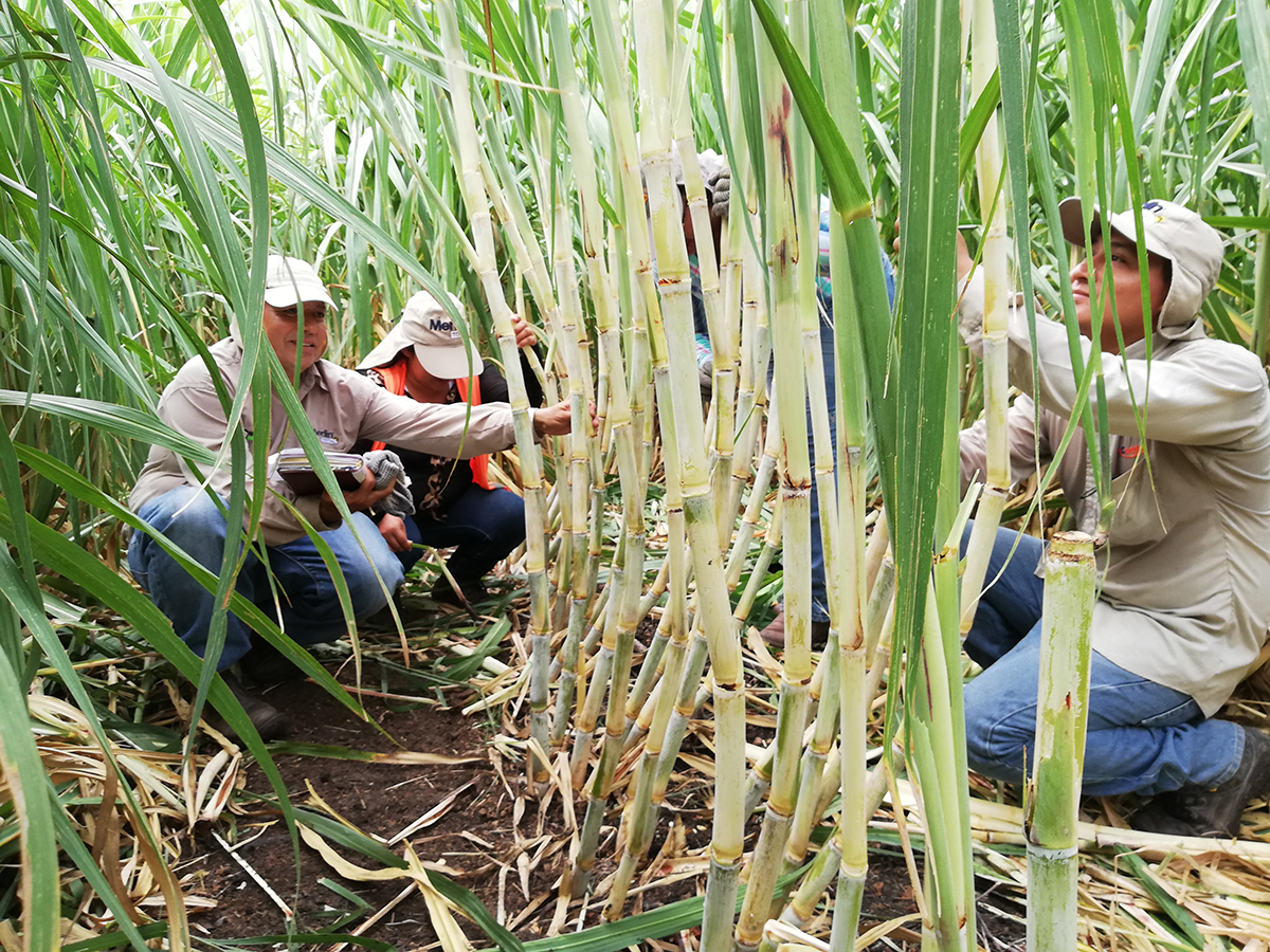 parcela demostrativa de semillero