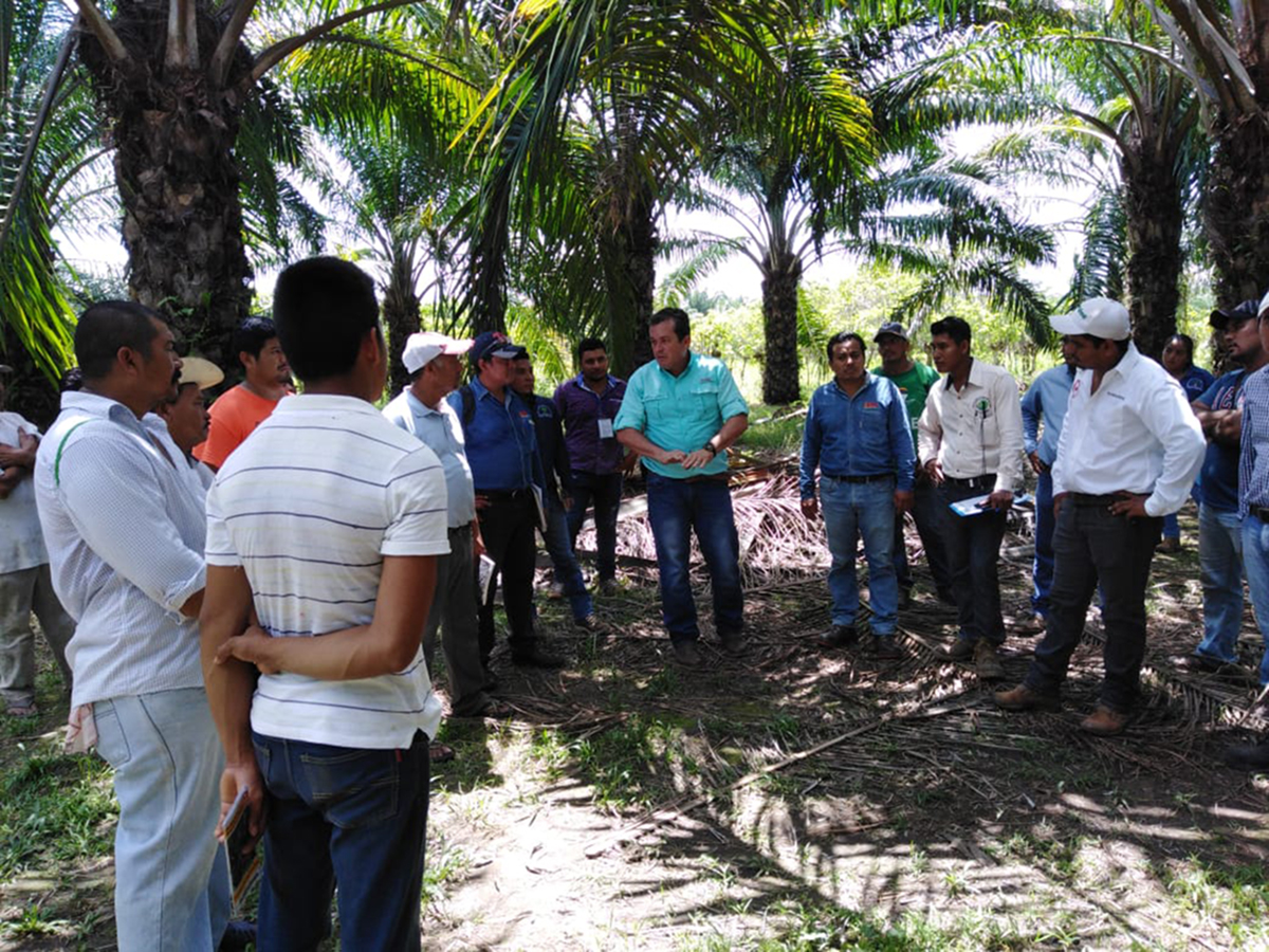 La Alianza Mesoamericana del Aceite de Palma, MAPA, re&uacute;ne a m&aacute;s de 55,000 actores a lo largo de toda la cadena de aceite de palma en la regi&oacute;n.